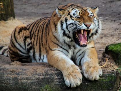 Now only tigers are saying...save yes save...!; Maharashtra ranks second in the country in terms of tiger deaths | आता वाघच म्हणताहेत...वाचवा हो वाचवा...!; वाघांचा मृत्यू होण्यात महाराष्ट्र देशात दुसऱ्या स्थानी