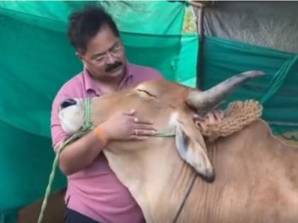 Aadesh Bhavoji is seen taking care of the cow, a shower of admiration is falling on him on social media | आदेश भावोजी दिसले गाईची काळजी घेताना, सोशल मीडियावर होतोय त्यांच्यावर कौतुकाचा वर्षाव