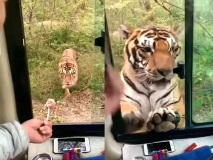 shocking video a man opened the bus window to feed a tiger see what happened next | VIDEO: वाघाला काही खायला देण्यासाठी माणसानं उघडली बसची खिडकी, मग जे झालं ते पाहून तुमचा थरकाप उडेल