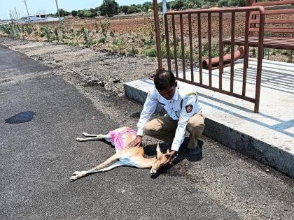 Latur: Deer in search of water dies in accident, chased by dogs | Latur: पाण्याच्या शोधात फिरत असलेल्या हरिणाचा अपघातात मृत्यू, श्वानांनी केला पाठलाग