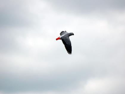 owner leaves food after african parrot flies away | आफ्रिकन पोपट हरवल्यानं मालकाचा अन्नत्याग