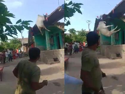 An incident at Vavadda on Pola A bull fell from the roof and got seriously injured | बिथरलेला बैल छतावरून कोसळून गंभीर जखमी, ऐन पोळ्याच्या दिवशी वावडदा येथील घटना