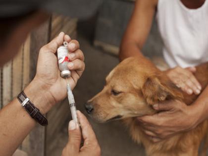 Vaccination of 3493 stray dogs in Rabies Prevention Vaccination Campaign | रेबीज प्रतिबंधात्मक लसीकरण मोहिमेत ३४९३ भटक्या श्वानांना लस 