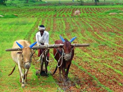 Crop damage due to local natural disasters has been abolished as a condition | स्थानिक नैसर्गिक आपत्तीमुळे होणारे पिकांचे नुकसान ही अटच केली रद्द Crop damage due to local natural disasters has been abolished as a condition | स्थानिक नैसर्गिक आपत्तीमुळे होणारे पिकांचे नुकसान ही अटच केली रद्द