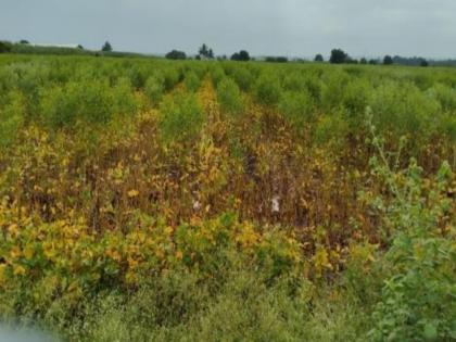pune news rains in Indapur make farmers cry again; Panchnamas of crop damage issued twice | Indapur Rains: इंदापुरात पावसाने शेतकऱ्यांना पुन्हा रडवले; दोनवेळा पीक नुकसानीचे पंचनामे