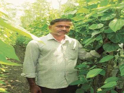 Economic progress achieved through leaf farming | पानमळ्यातून साधली आर्थिक उन्नती