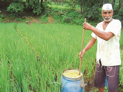 Saguna techniques for rice cultivation are beneficial | भातशेतीसाठी सगुणा तंत्र फायदेशीर