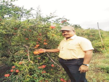 Planting pomegranate garden on rocky ground | खडकाळ जमिनीवर फुलविली डाळिंबाची बाग