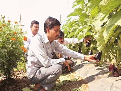 Farmers earn millions by taking an intercrop in pomegranate garden | डाळींबाच्या बागेत आंतरपिक घेऊन शेतकऱ्याने केली लाखोंची कमाई 