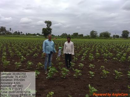 bolworm Management: program to guide farmers | बोंडअळी व्यवस्थापन: शेतकऱ्यांना मार्गदर्शन करण्यासाठी कालबध्द कार्यक्रम