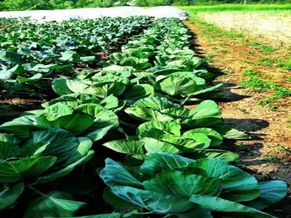 farmer got success in Intercrop farming over traditional farming | पारंपारिक शेतीला फाटा देत माळरानावर फुलविली आंतरपीक शेती