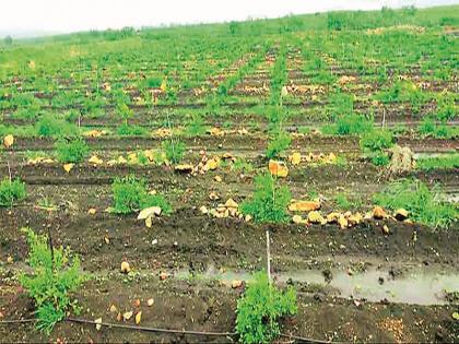 Floral Organic Horticulture on unused land | माळरानावर फुलविली सेंद्रिय फळबाग