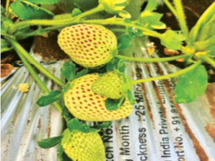 White strawberry... yields six times! Conducted the first experiment in the country | पांढरी स्ट्रॉबेरी... सहा पट देते उत्पन्न! देशातील पहिला प्रयोग वाईत