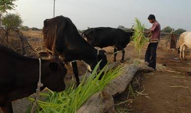 Agricultural business promotion should be promoted! | शेतीपुरक व्यवसायांचा प्रचार-प्रसार व्हावा!