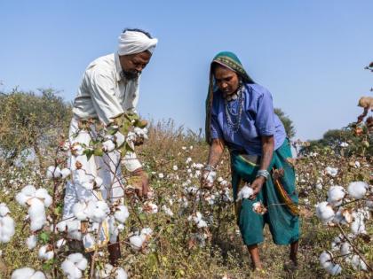 No agricultural laborers found in Akola district! | अकोला जिल्ह्यात शेतीकामासाठी मजूर मिळेना!