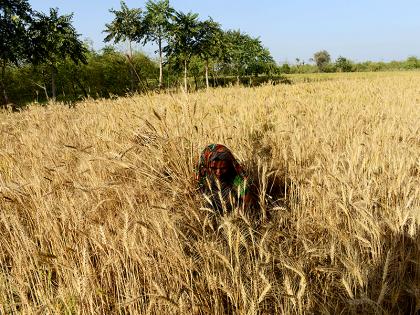  Shock cuts in the grain barrier market | धान्याच्या अडत बाजारात शुकशुकाट