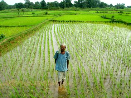 Growth in agriculture sector due to price support | आधारभुत किंमतीमुळे कृषी क्षेत्रात वाढ