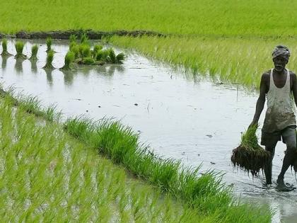 In five years, 1,118 farmers turned to native seed cultivation | पाच वर्षांत १,११८ शेतकरी वळले मूळ बियाण्यांच्या लागवडीकडे