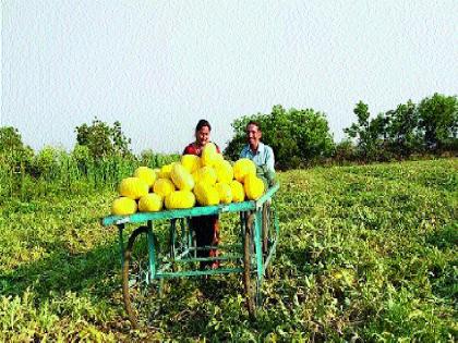 agriculture First experiment in Purandar taluka | पिवळे कलिंगड खातेय भाव! पुरंदर तालुक्यातील पहिलाच प्रयोग