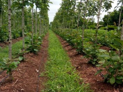 Herbal experiment on five acres; Fountain Farmer Initiative | पाच एकरात वनौषधीची लागवड; कारंजातील शेतकऱ्याचा पुढाकार