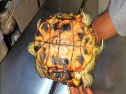 A tortoise shell shattered by falling from the sixth floor; It is a crime not to take care of animalsA tortoise shell shattered by falling from the sixth floor; | सहाव्या मजल्यावरून पडल्याने फुटले कासवाचे कवच; प्राण्यांची काळजी न घेतल्यास ठरतो गुन्हा