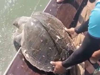 Rare tortoise found by fishing boat | मच्छीमार बोटीला पुन्हा सापडले दुर्मिळ कासव 