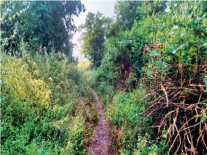 Death of a sick old man carrying a doli due to lack of road | रस्ता नसल्याने डोलीतून नेताना आजारी वृद्धाचा मृत्यू; मुरबाडमधील साखरे सराईवाडीतील हृदयद्रावक घटना