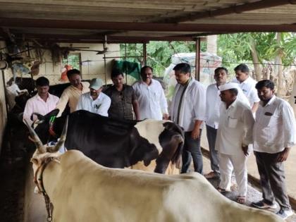 1 lakh Lumpy vaccines given to animals through 'Baramati Agro'; Information about MLA Rohit Pawar | 'बारामती ऍग्रो'च्या माध्यमातून जनावरांना लम्पीच्या १ लाख लसी दिल्या; रोहित पवारांची माहिती