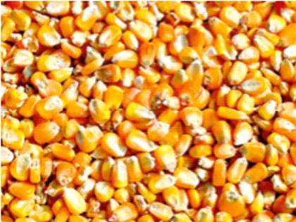 Maize exports from the country reached a six-year high | देशातून झाली मक्याची सहा वर्षांतील उच्चांकी निर्यात; बांगलादेशचा हिस्सा ६६ टक्के