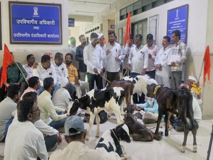 The government should implement the cattle purchase scheme, animals tied up in the administrative building in Sangamnera, Shiv Army Shetkari Sanghatana's protest | सरकारने भाकड जनावरे खरेदी योजना राबवावी, संगमनेरातील प्रशासकीय भवनात बांधली जनावरे, शिव आर्मी शेतकरी संघटनेचे आंदोलन 