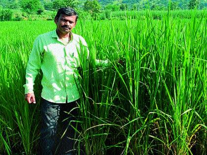 Indonesian blue rice grown in Akole; The first experiment in the state | अकोलेत बहरला इंडोनेशियाचा निळा भात; राज्यातील पहिला प्रयोग