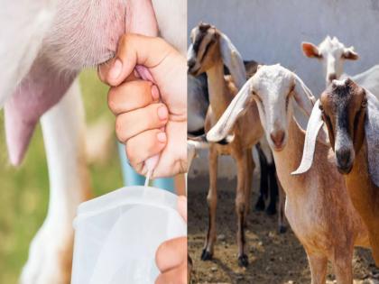 Does goat milk really cure dengue patients Know the special benefits of goat milk | Goat Milk : शेळीच्या दुधाने डेंग्यूचा रुग्ण खरंच बरा होतो? जाणून घ्या बकरीच्या दुधाचे खास फायदे