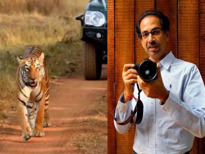 Chief Minister Uddhav Thackeray has told an old story while doing photography in the forest | 'वाघीण जीपला घासून पुढे गेली, मी घाबरलो'; मुख्यमंत्र्यांनी सांगितला थरारक रोमांचकारी अनुभव