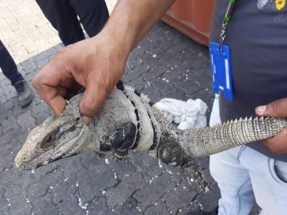 A three-and-a-half-foot-long black iguana in America; Sent to rescue hospital in Pune | अमेरिकेतील साडेतीन फूट लांबीचा ब्लॅक इग्वांना उरणमध्ये; पुण्यातील रेस्क्यु इस्पीतळात पाठवले