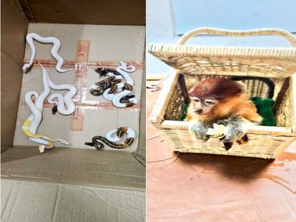 What happens to animals and birds caught at the airport? | विमानतळावर पकडलेल्या प्राणी-पक्ष्यांचे पुढे होते काय?