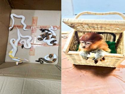 Airlines will send back animals and birds | विमान कंपन्याच प्राणी-पक्ष्यांना परत पाठवणार Airlines will send back animals and birds | विमान कंपन्याच प्राणी-पक्ष्यांना परत पाठवणार