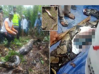 Shocking! 22 feet long python swallows woman alive | धक्कादायक! चित्रपटात पाहिलेलं सत्यात घडलं, महिलेला अजगराने जिवंत गिळलं