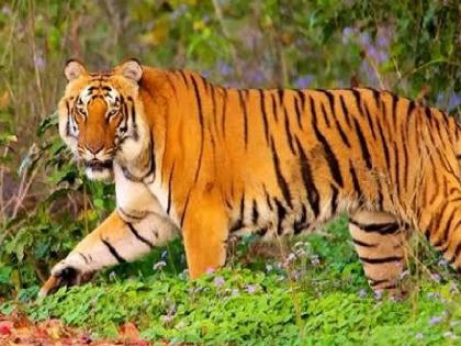 A tiger attacked domestic animals at Awandi Dhangarwara in Ajara Kolhapur district | जनावरांचे प्रत्युत्तर, वाघ पळाला; बैलाचा जीव गेला, आजऱ्यातील आवंडी धनगरवाड्यातील घटना