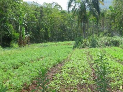 Unknown assailants killed a farmer in Yavatmal by throwing a stone on his head. | शेतात दूध आणण्यासाठी गेला, समोरील दृश्य पाहून तो हादरला; यवतमाळमधील भयावह घटना