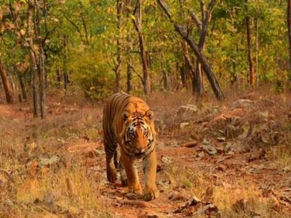 Gadchiroli, Chandrapur, Yavatmal 'Red Zone' for tigers; Public awareness in sensitive villages | गडचिरोली, चंद्रपूर, यवतमाळ वाघांसाठी ‘रेड झोन’; संवेदनशील गावात जनजागृती