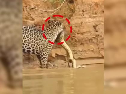 python and leopard fight goes viral on social media | बिबट्याने केला अजगरावर हल्ला, शिकार होणार इतक्यात अजगराने बिबट्यावरच केला हल्ला अन् मग...