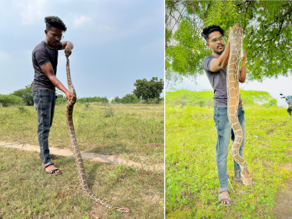 The python left in the garden of tamarind; the snake charmer caught it and left it in the presence of nature! | Video: चिंचेच्या बागेत निघाले अजगर;सर्पमित्राने पकडून निसर्गाच्या सान्निध्यात दिले सोडून!