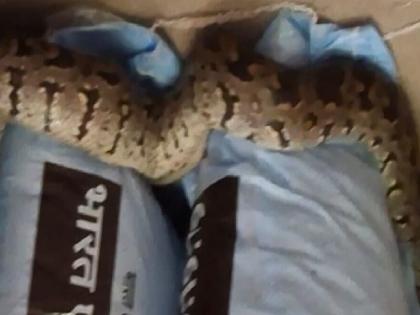 Six foot python found in fertilizer warehouse in Patpanhala Ratnagiri | Ratnagiri: पाटपन्हाळेत खताच्या गोदामात सहा फुटी अजगर Six foot python found in fertilizer warehouse in Patpanhala Ratnagiri | Ratnagiri: पाटपन्हाळेत खताच्या गोदामात सहा फुटी अजगर