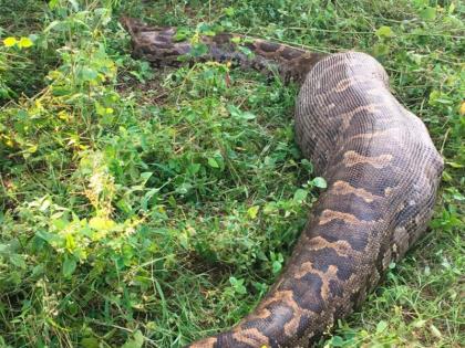 Chikhalda - The python caught by the dragon, the crowd gathered | चिखलद-यात अजगराने केली हरणाची शिकार, बघ्यांची उसळली गर्दी