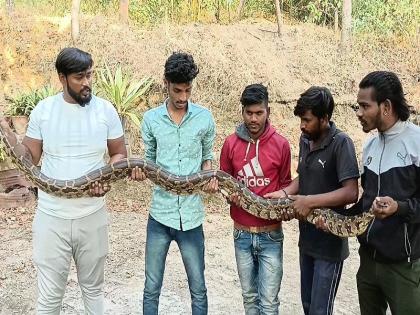 Sighting of 12-foot python in Pune district; The snake friends left safely back in the forest | पुणे जिल्ह्यात १२ फुटी अजगराचे दर्शन; सर्पमित्रांनी सोडले सुरक्षितपणे पुन्हा जंगलात 