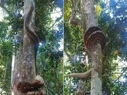 Have you seen a python climbing a tree..? Your eyes will be amazed by the video! | अजगराला झाडावर चढताना पाहिलंय..? व्हिडिओ पाहून थक्क व्हाल!