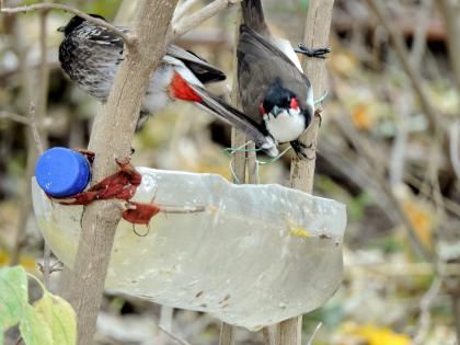 Satara: Go to the Ajinkya strata ... to feed the birds, to shower the summer, the environmentalists, the water and the food on the fort | सातारा : अजिंक्यताऱ्यांवर जाऊ... पक्ष्यांना खाऊ-पिऊ घालू, चाहूल उन्हाळ्याची, पर्यावरणप्रेमींकडून किल्ल्यावर पाणी, खाद्याची सोय