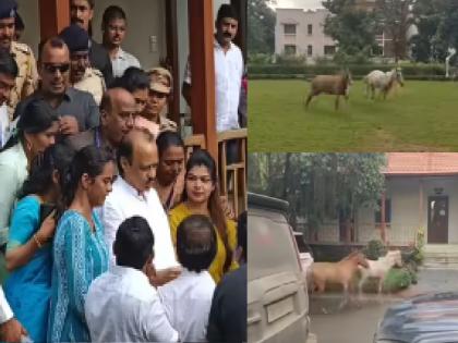Deputy Chief Minister Ajit Pawar in the rest house kolhapur and the horses made the police sweat | Kolhapur: उपमुख्यमंत्री अजित पवार विश्रामगृहात, अन् घोड्यांनी फोडला पोलिसांना घाम-video Deputy Chief Minister Ajit Pawar in the rest house kolhapur and the horses made the police sweat | Kolhapur: उपमुख्यमंत्री अजित पवार विश्रामगृहात, अन् घोड्यांनी फोडला पोलिसांना घाम-video
