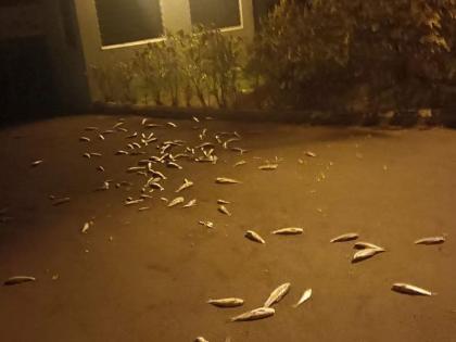 On behalf of the Swabhimani Shetkar Sangathan, the dead fish were thrown at the residence of the Sangli Municipal Commissioner | स्वाभिमानी शेतकरी संघटनेच्यावतीने सांगली महापालिका आयुक्तांच्या निवासस्थानावर फेकले मेलेले मासे