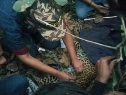 A jar of water was stuck in the leopard's neck; After 48 hours of relentless efforts, the leopard was safely released | बिबट्याच्या मानेमध्ये अडकला होता पाण्याचा जार; 48 तासांच्या अथक प्रयत्नानंतर बिबट्याची सुखरूप सुटका